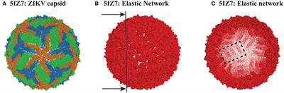 Comparative Normal Mode Analysis of the Dynamics of DENV and ZIKV Capsids